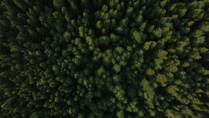 绿色树林的空中拍摄33秒视频