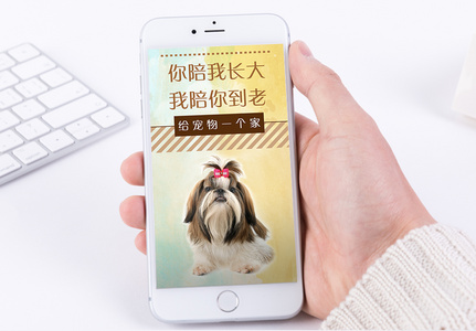 宠物狗狗手机海报配图图片