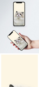 猫手机壁纸图片