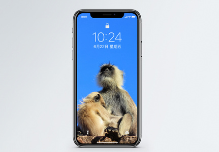 猴子手机壁纸高清图片
