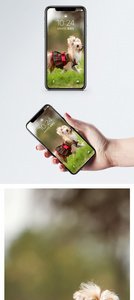 狗手机壁纸图片