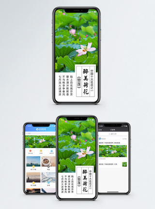 醉美荷花手机海报配图图片