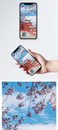 赏樱花手机壁纸图片