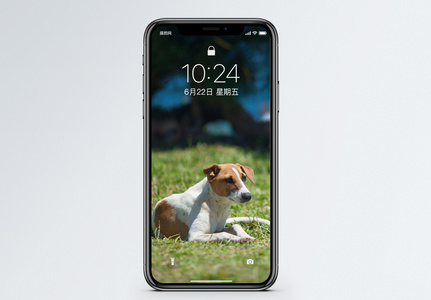 狗狗手机壁纸图片