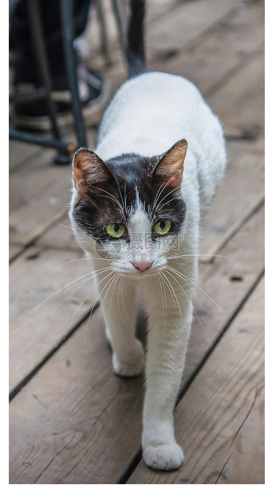 走路的猫手机壁纸图片