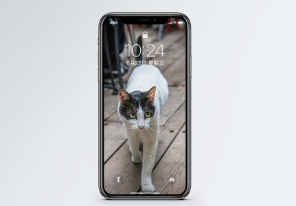 走路的猫手机壁纸高清图片