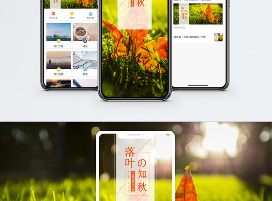落叶知秋手机海报配图图片