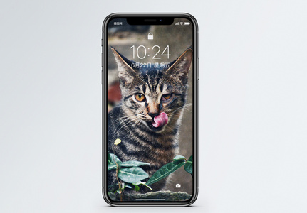 帅气猫手机壁纸图片