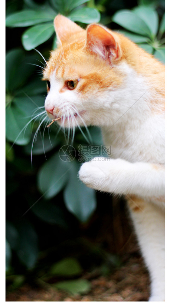 户外可爱橘猫手机壁纸图片