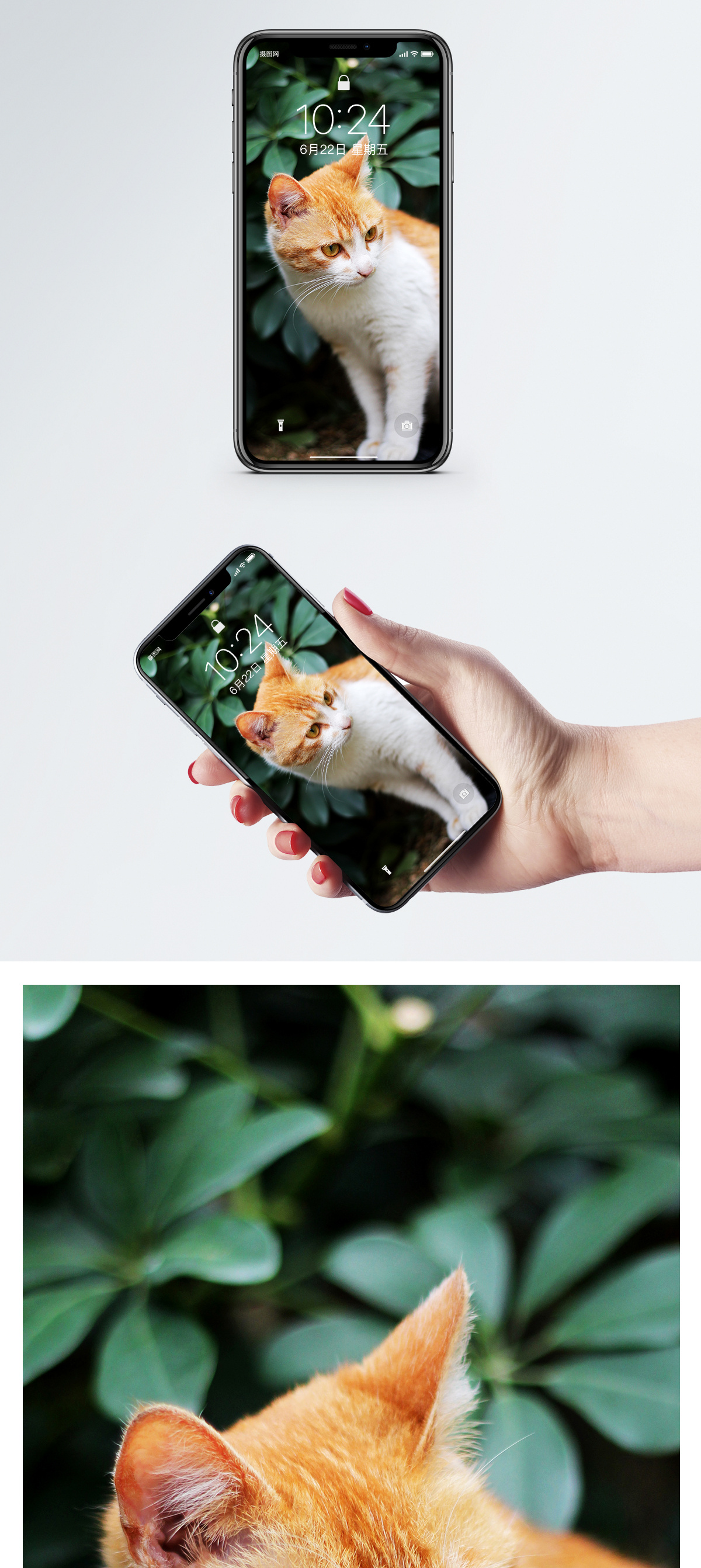 户外橘猫手机壁纸图片素材