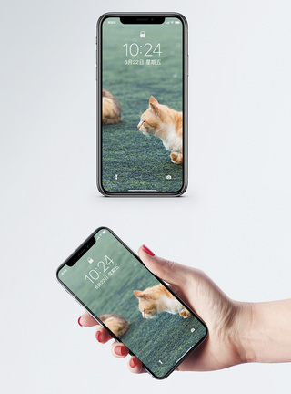 草坪上的两只猫手机壁纸图片