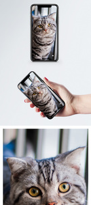 走在窗口的猫手机壁纸图片