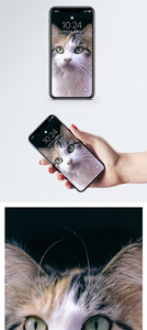 长胡须猫手机壁纸图片