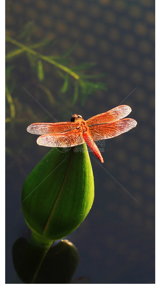 蜻蜓手机壁纸图片