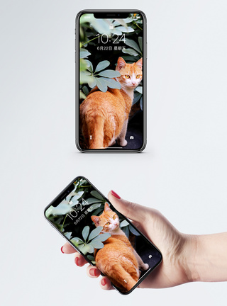 叶子中的猫手机壁纸图片