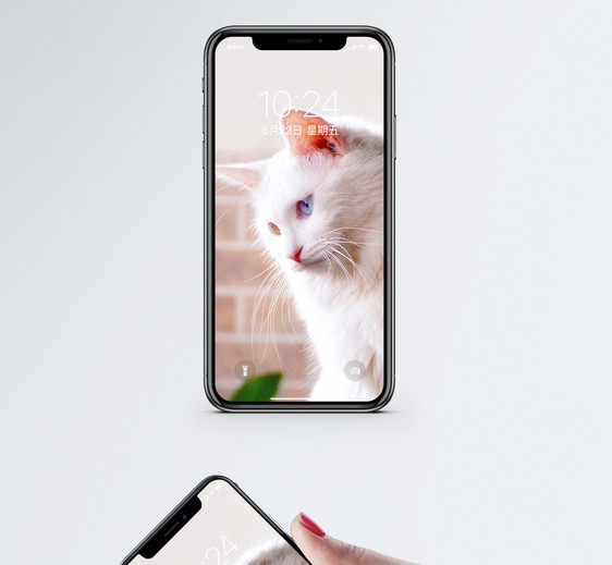 鸳鸯眼白猫手机壁纸图片