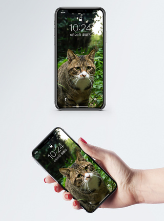 草丛中的猫手机壁纸图片