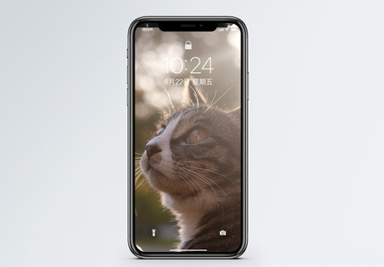 猫与光手机壁纸图片
