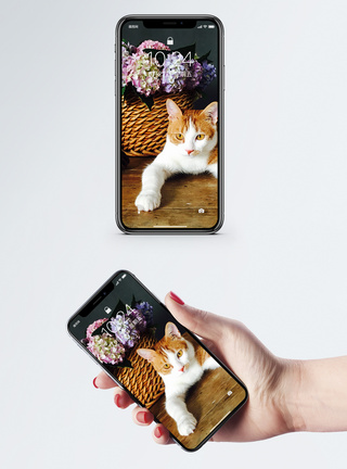 花和猫手机壁纸图片