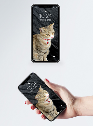 俯拍猫图片手机壁纸图片