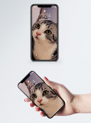 紫色背景猫手机壁纸图片