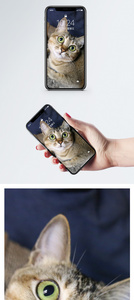 瞪大眼睛的猫手机壁纸图片