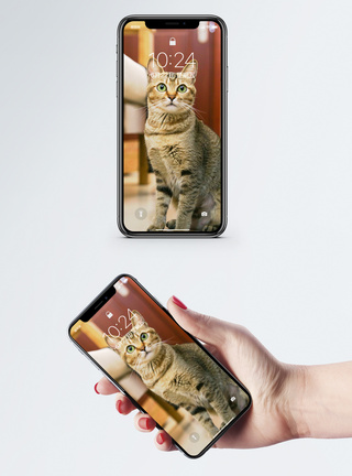 可爱宠物手机壁纸图片