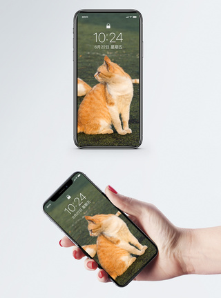 表情猫图片免费下载校操场上的猫手机壁纸模板