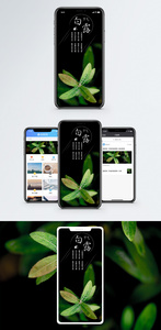 白露节气手机海报配图图片