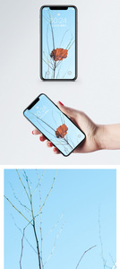 一片叶子手机壁纸图片