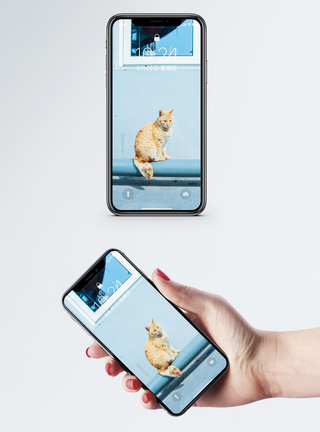 黄猫猫咪手机壁纸模板