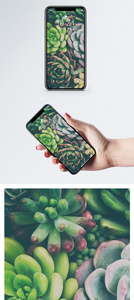 绿色多肉手机壁纸图片