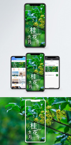 桂花香手机海报配图图片