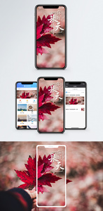 秋天手机海报配图图片