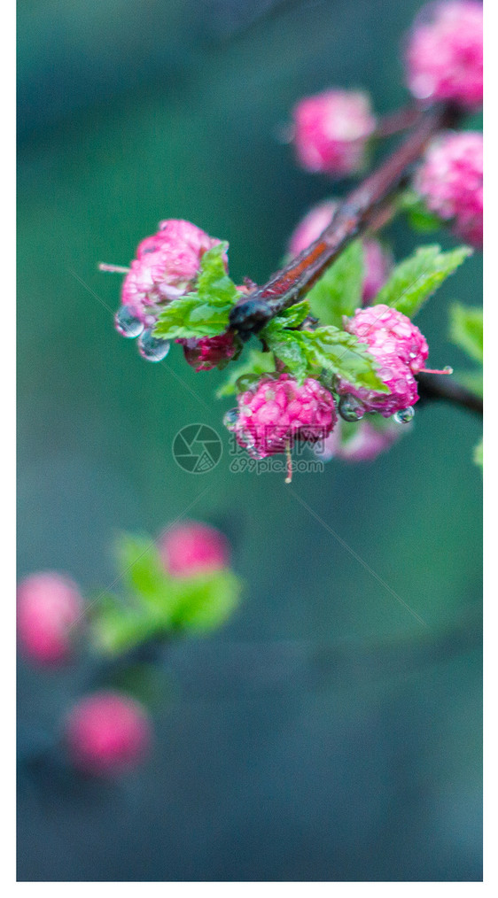 雨润梅梢手机壁纸图片