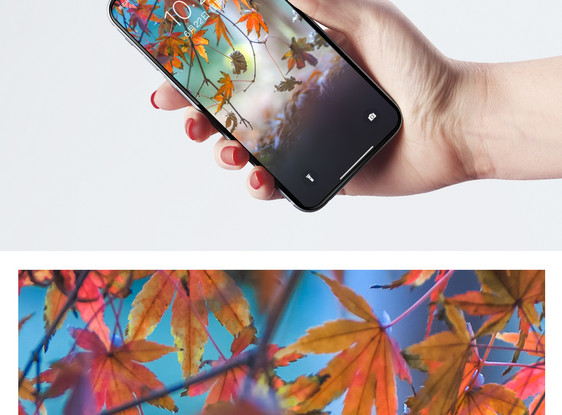 秋天的枫叶手机壁纸图片