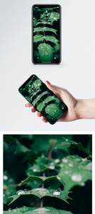 绿叶衬露手机壁纸图片