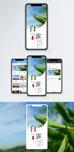 白露手机海报配图图片