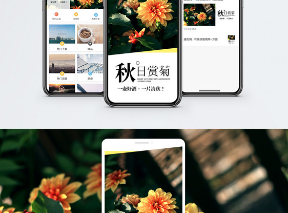 秋日赏菊手机海报配图图片