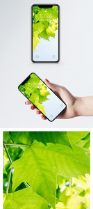 植物风景手机壁纸图片