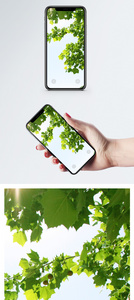 植物绿叶手机壁纸图片