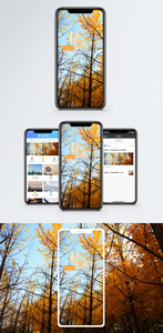 秋季秋意手机海报配图图片