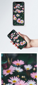 花卉花朵手机壁纸图片