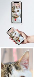 小猫手机壁纸图片