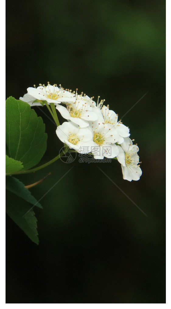 野山楂花手机壁纸图片