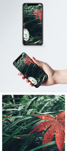 绿草红叶手机壁纸图片