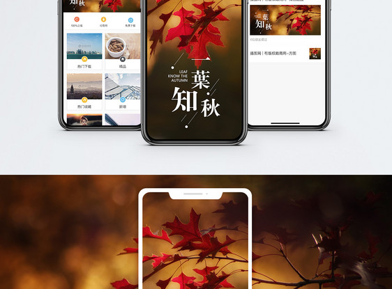 一叶知秋手机海报配图图片
