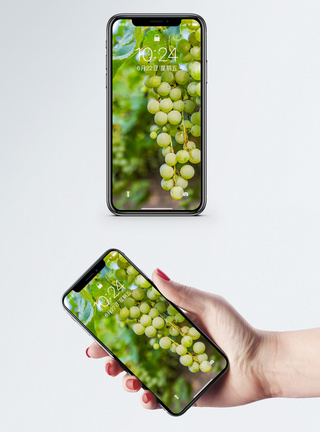 葡萄酒夏天绿色葡萄手机壁纸模板