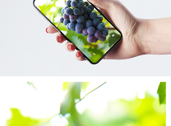 水果葡萄手机壁纸图片