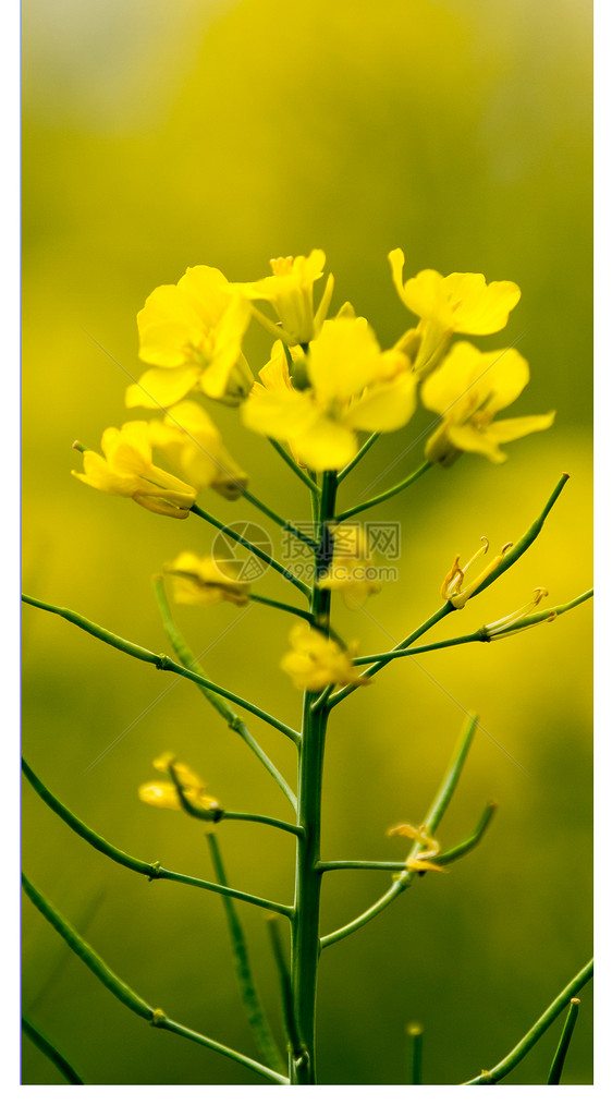 油菜花开手机壁纸图片